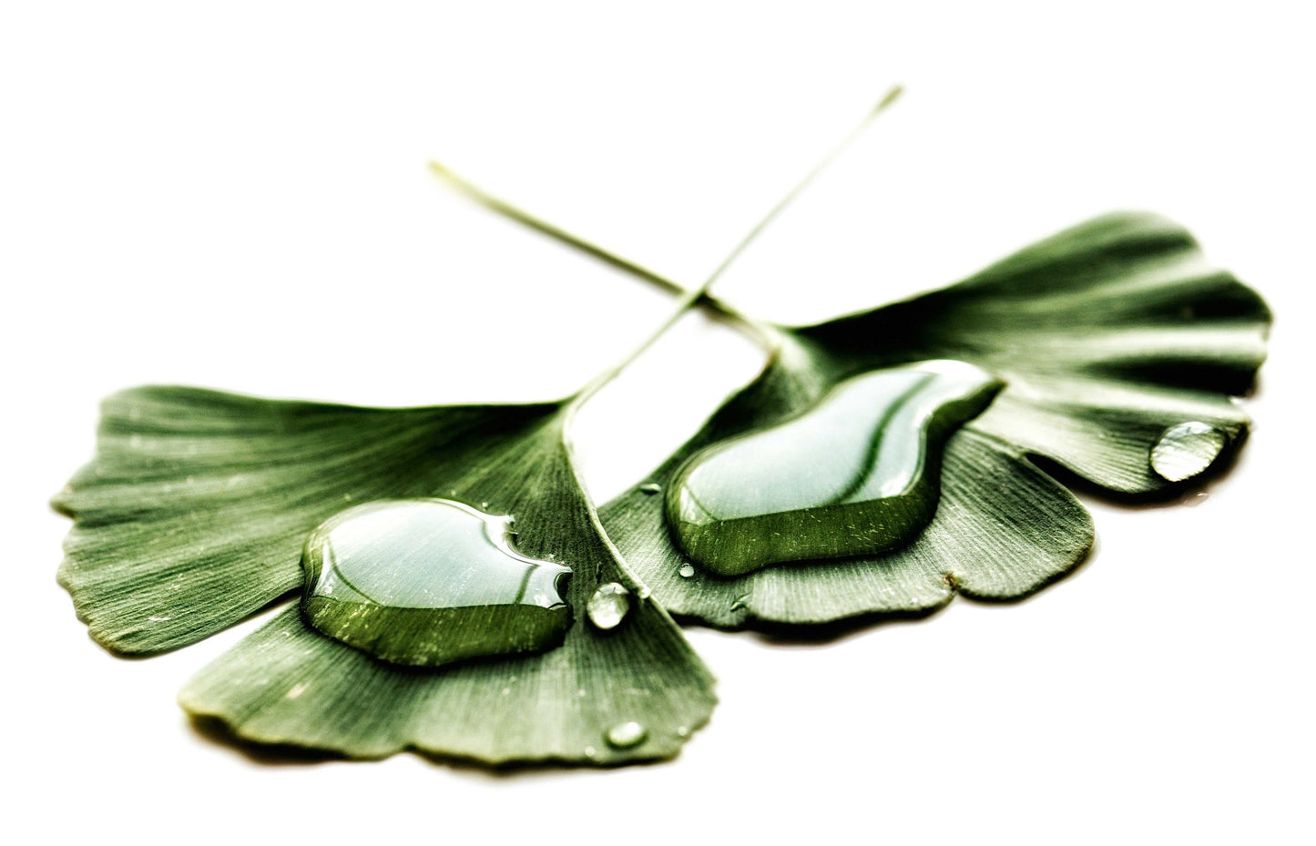 Ginkgo Biloba-2