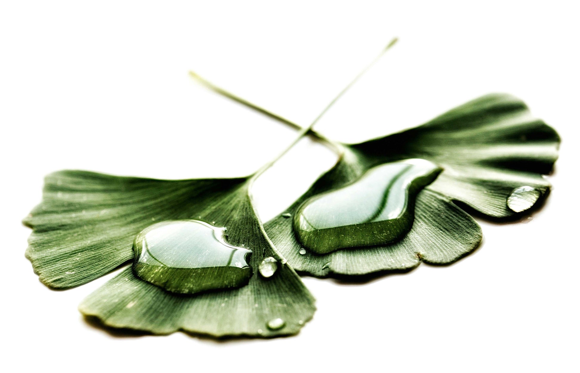 Ginkgo Biloba-2